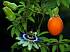 Набор для выращивания растений - Пассифлора съедобная  - миниатюра №8